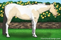 Horse Color:Buckskin Roan Dun Tobiano 