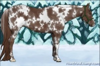 Horse Color:White Spotted Liver Chestnut 
