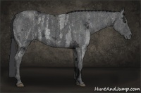 Horse Color:Blue Ice Roan Brindle