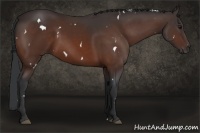Horse Color:White Spotted Bay 