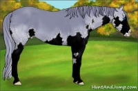 Horse Color:Watercolor Black Splash 