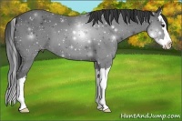 Horse Color:Smoky Black Sabino Splash 