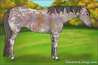 Horse Color:Nacre Bay Ice 
