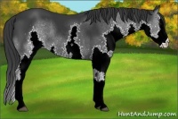 Horse Color:Black Splash Rabicano 