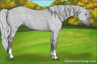 Horse Color:White Spotted Silver Grullo Chinchilla 