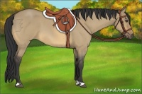 Horse Color:Buckskin Roan Dun