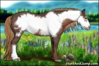 Horse Color:Liver Chestnut Frame Rabicano