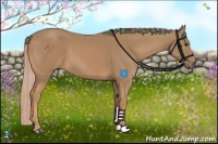 Horse Color:Palomino 