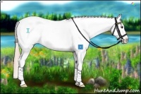Horse Color:Palomino Blanket 
