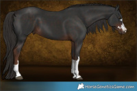 Horse Color:Liver Chestnut 
