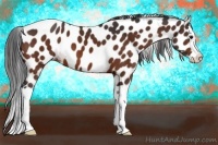 Horse Color:Bay Splash Appaloosa