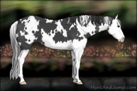 Horse Color:White Spotted Smoky Black Splash 