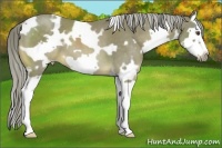 Horse Color:White Spotted Chocolate Palomino Splash Frame 