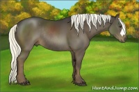 Horse Color:Liver Chestnut Rabicano 