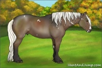 Horse Color:White Spotted Liver Chestnut Rabicano