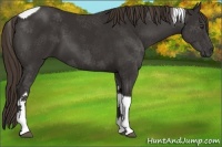 Horse Color:Liver Chestnut Tobiano
