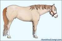 Horse Color:Buckskin Pearl Splash 