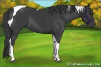 Horse Color:Smoky Black Tobiano 