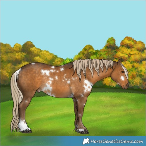Horse Color:White Spotted Chocolate Palomino Sabino Rabicano 