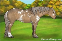 Horse Color:White Spotted Chocolate Palomino Sabino Rabicano