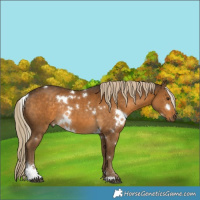Horse Color:White Spotted Chocolate Palomino Sabino Rabicano 