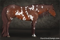 Horse Color:White Spotted Chocolate Bay 