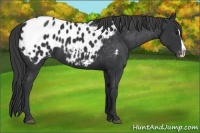 Horse Color:Black Splash Appaloosa 