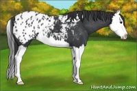 Horse Color:Black Splash Appaloosa 
