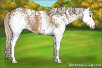 Horse Color:White Spotted Palomino 