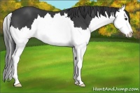 Horse Color:Smoky Black Sabino Splash 