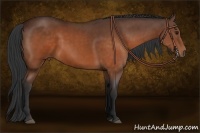 Horse Color:Brown  and Brown 