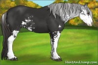 Horse Color:Liver Chestnut Sabino 