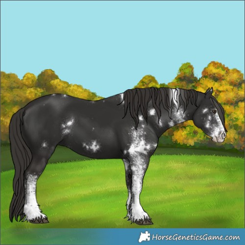 Horse Color:White Spotted Liver Chestnut 
