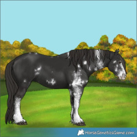 Horse Color:White Spotted Liver Chestnut 