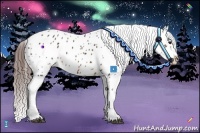 Horse Color:Brown Appaloosa 