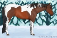 Horse Color:Bay Roan Tobiano