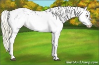 Horse Color:Liver Chestnut Sabino Splash Appaloosa 
