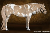 Horse Color:White Spotted Palomino