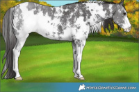 Horse Color:White Spotted Smoky Black Sabino 
