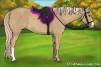 Horse Color:Palomino Rabicano