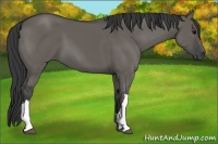 Horse Color:Grullo 