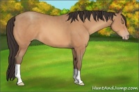 Horse Color:Amber Champagne 