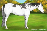 Horse Color:White Spotted Grullo Splash 