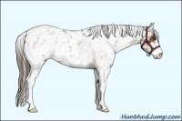 Horse Color:Liver Chestnut Sabino Appaloosa 