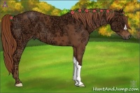 Horse Color:Chestnut Ice 