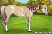 Horse Color:White Spotted Red Dun Splash 