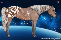 Horse Color:Silver Bay Appaloosa 