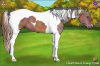 Horse Color:Nacre Chestnut Tobiano 