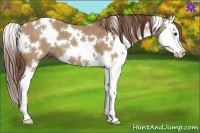 Horse Color:White Spotted Red Dun Splash 