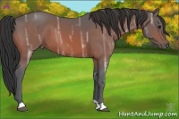 Horse Color:Bay Ice 
